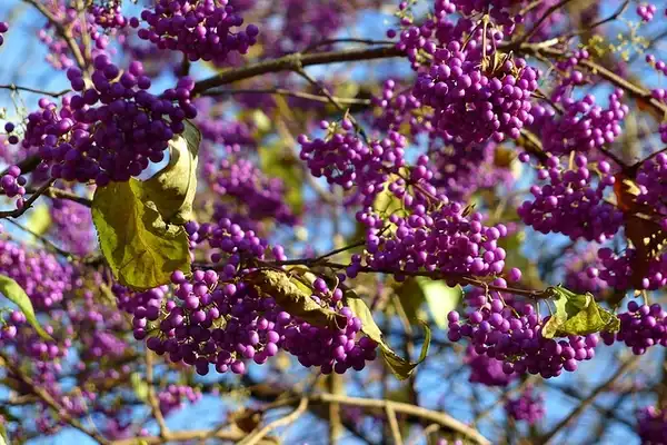 Photo of Callicarpa japonica (Callicarpa japonicas)