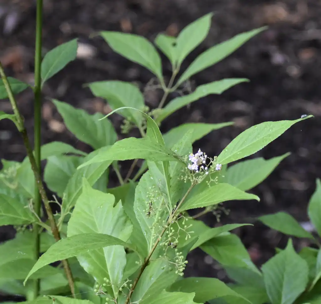 Photo of Callicarpa japonica - 'Luxurians' Flower buds (Wake County,NC):Cathy Dewitt