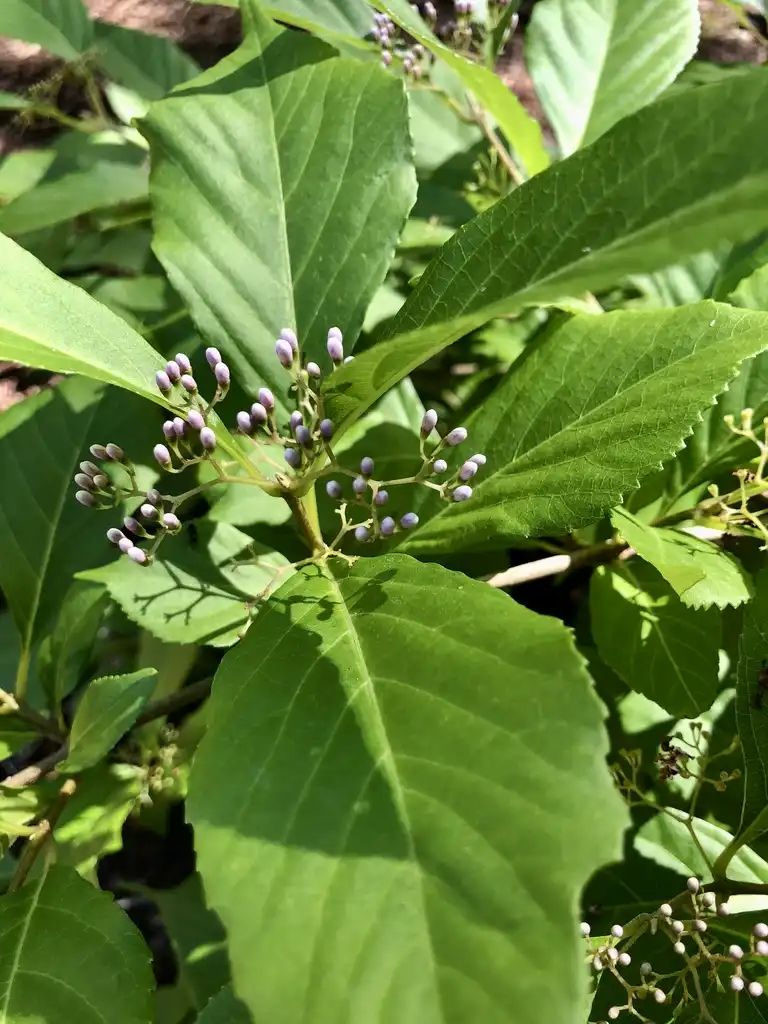 Photo of Callicarpa japonica - 'Luxurians' Flower buds and leaves (Warren County, NC)-Early Summer:Cathy Dewitt