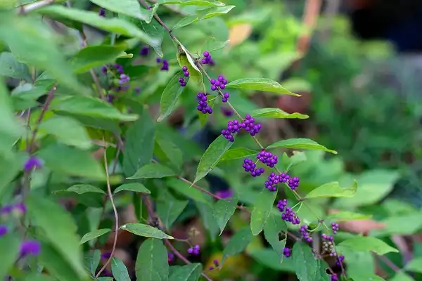 Photo of Callicarpa japonica - callicarpa japonica:Brent Miller