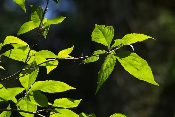 Photo of Callicarpa japonica - callicarpa japonica:harum-koh