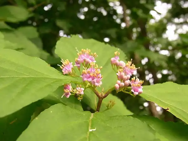 Photo of Callicarpa japonica - callicarpa japonica:urasimaru