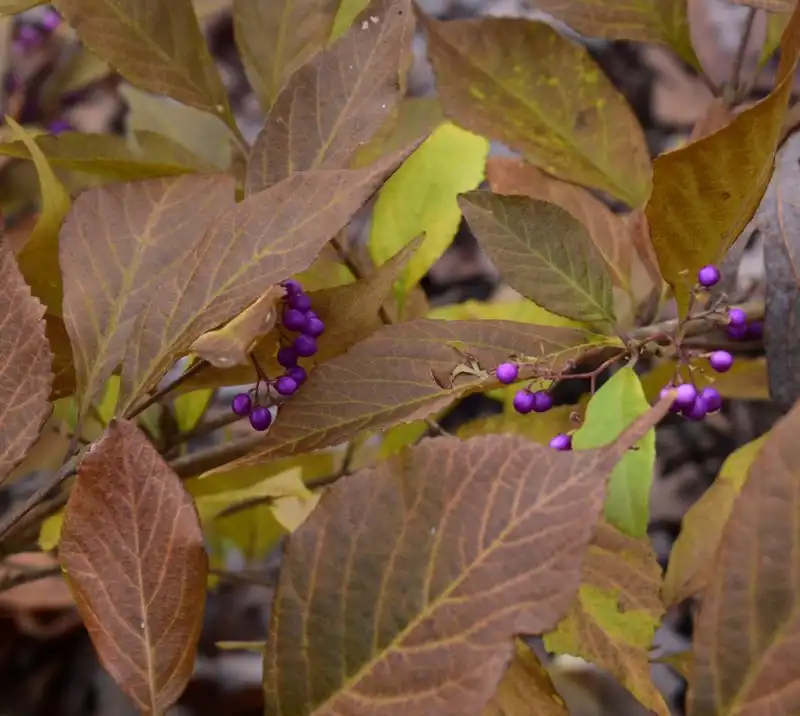 Photo of Callicarpa japonica - 'Luxurians' Leaves and berries (Warren County,NC)-Early Winter:Cathy Dewitt