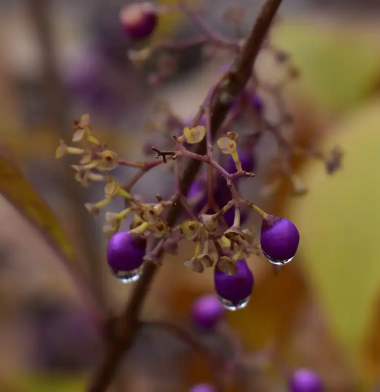Photo of Callicarpa japonica - 'Luxurians' Berries (Warren County,NC)-Early Winter:Cathy Dewitt