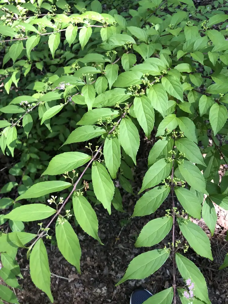 Photo of Callicarpa japonica - 'Luxurians' Leaves (Warren County,NC):Cathy Dewitt