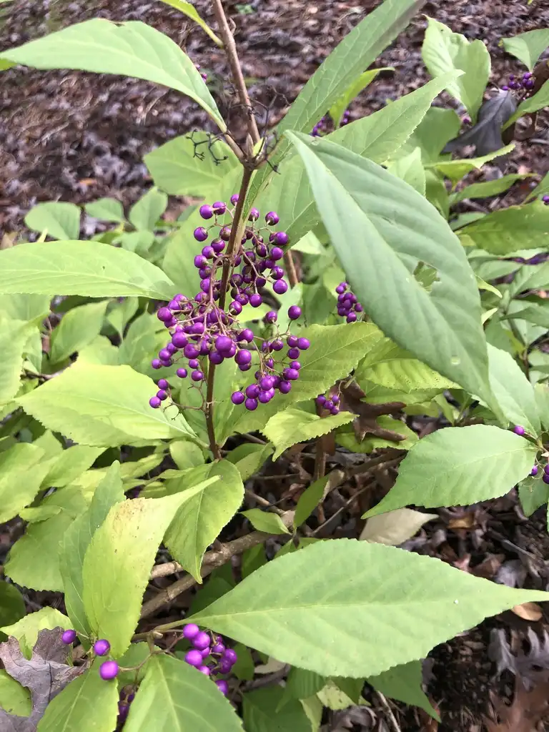 Photo of Callicarpa japonica - 'Luxurians' Berries and Leaves (Warren County,NC)-Fall:Cathy Dewitt