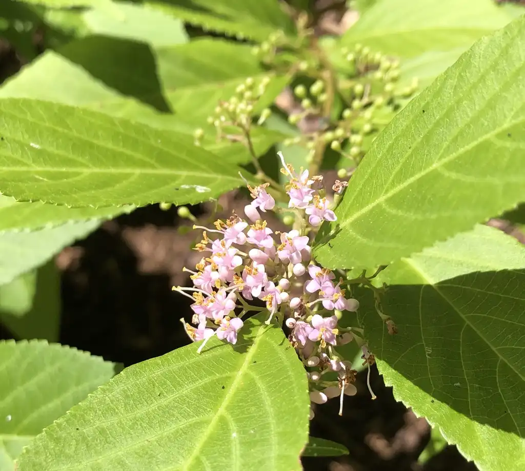 Photo of Callicarpa japonica - 'Luxurians' Flower Close-up (Warren County, NC)-Summer:Cathy Dewitt