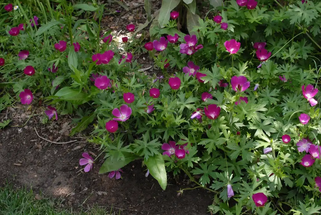 Foto de Callirhoe involucrata (Callirhoe involucratas)
