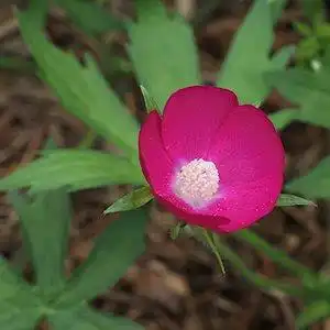 Foto de Callirhoe involucrata (Callirhoe involucratas)