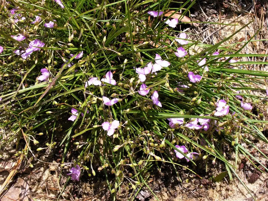 Фото Callisia graminea (Callisia gramineas)