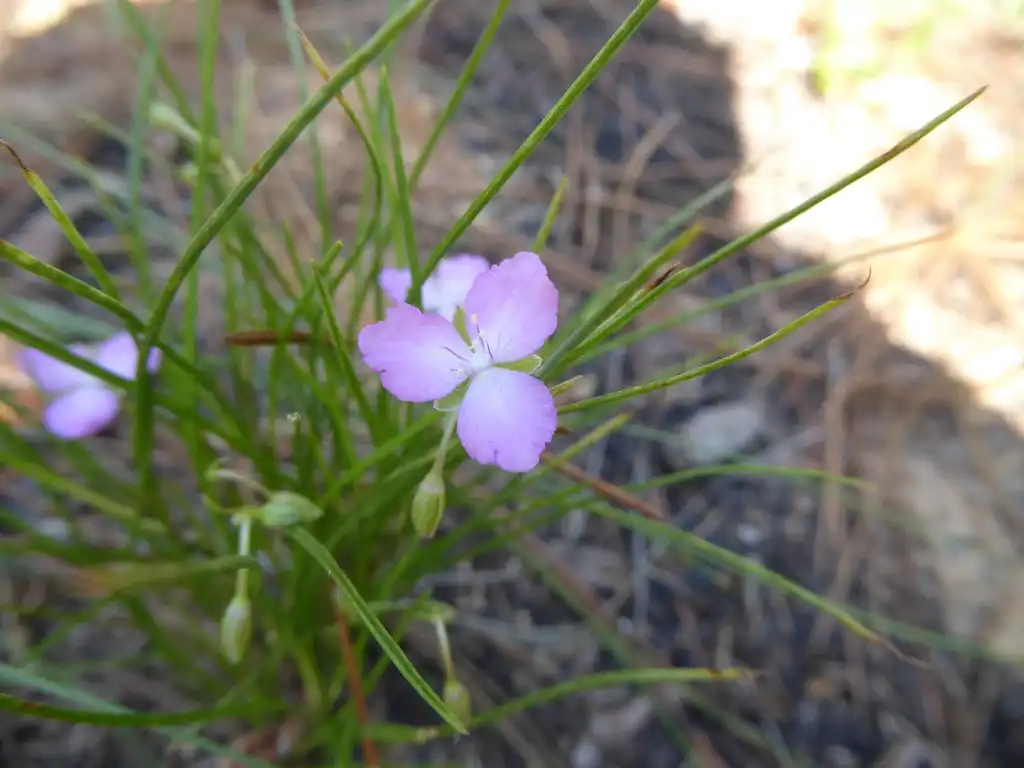 Фото Callisia graminea (Callisia gramineas)