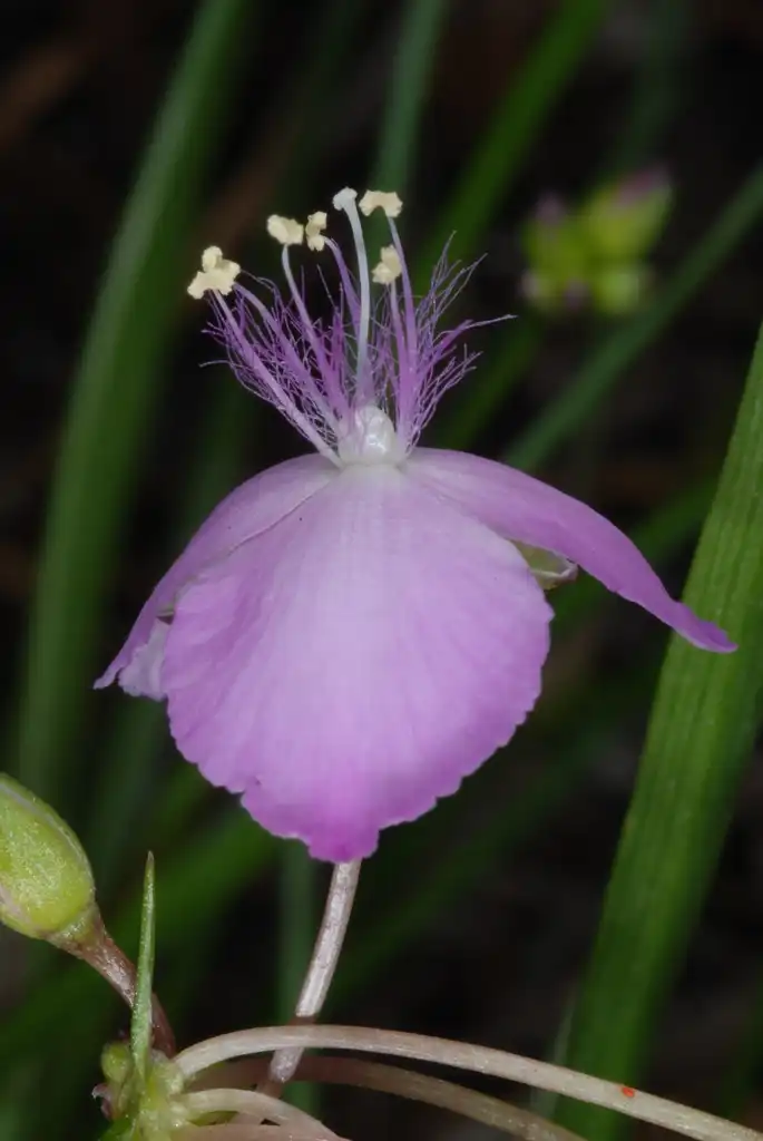 Photo of Callisia rosea (Callisia roseas)
