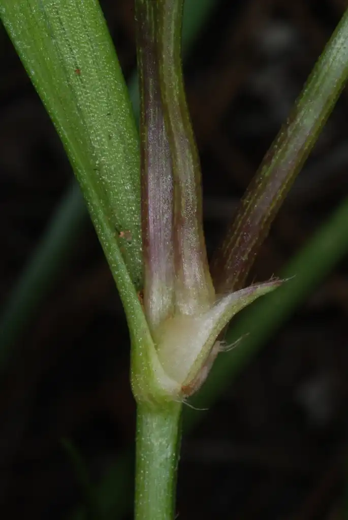 Photo of Callisia rosea (Callisia roseas)