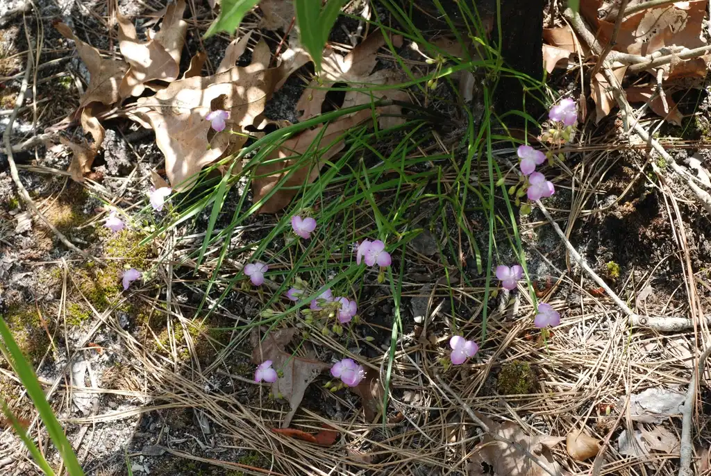 Photo of Callisia rosea - Native habitat (Bladen County, US-NC)-Early Summer:Douglas Goldman, USDA