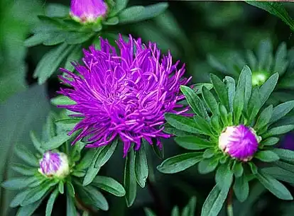 Фото Callistephus chinensis (Callistephus chinensiss)