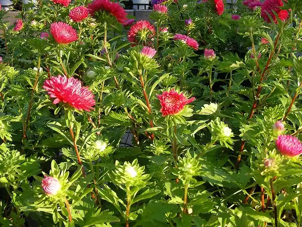 Фото Callistephus chinensis (Callistephus chinensiss)