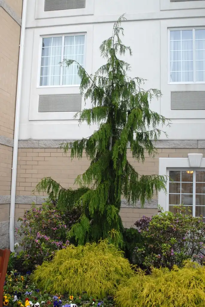 Photo of Callitropsis nootkatensis 'Pendula' (Callitropsis nootkatensis 'Pendula's)