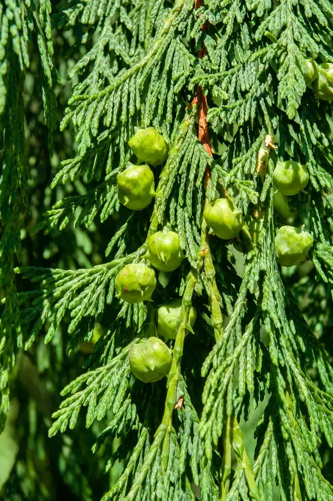 Photo of Callitropsis nootkatensis 'Pendula' (Callitropsis nootkatensis 'Pendula's)