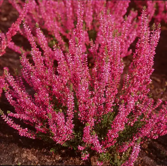 Фото Calluna vulgaris (Calluna vulgariss)