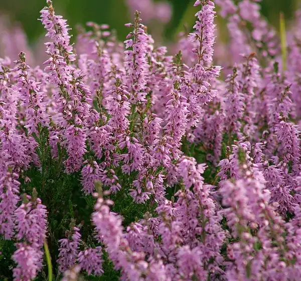 Фото Calluna vulgaris (Calluna vulgariss)