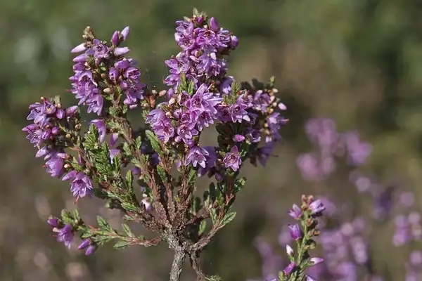 Фото Calluna vulgaris - Stem and flowers:Jac Janssen