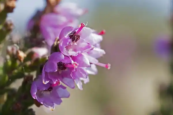 Фото Calluna vulgaris - Close up of flowers:Jac Janssen