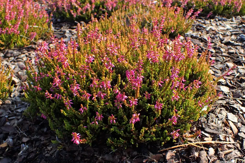 Фото Calluna vulgaris - 'Bonita' Full form:Krzysztof Ziarnek, Kenraiz