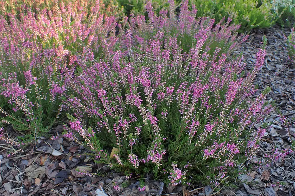 Фото Calluna vulgaris - 'Marleen' Full form:Kristyna Culp
