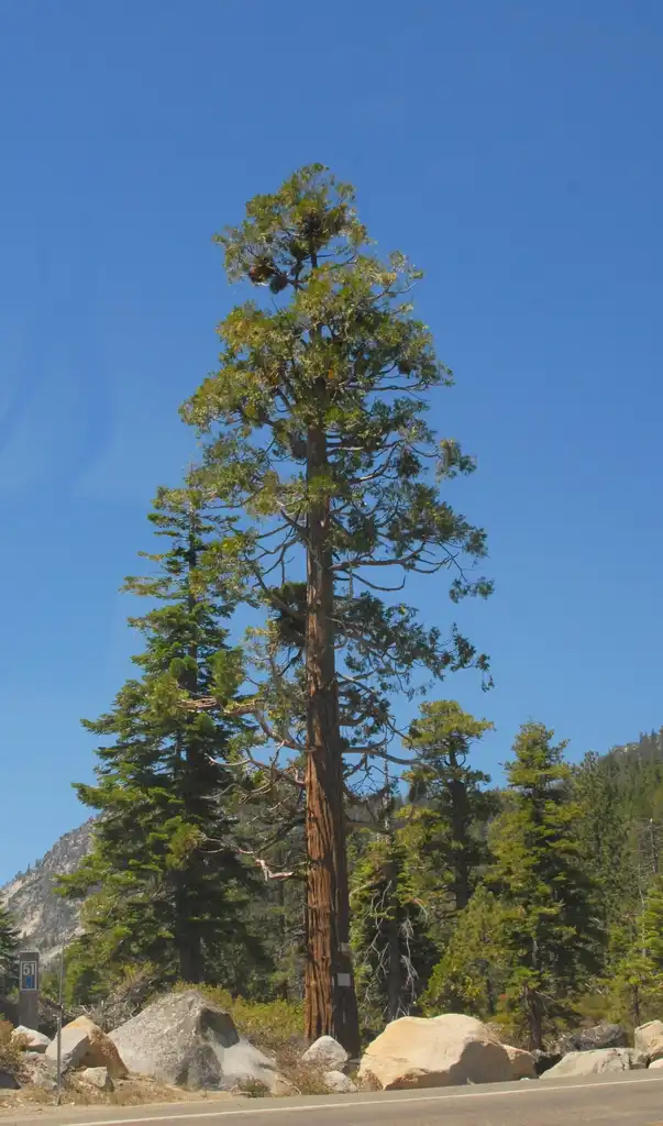 Photo of Calocedrus decurrens (Calocedrus decurrenss)