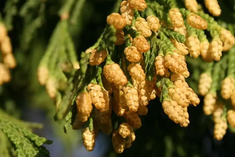 Photo of Calocedrus decurrens (Calocedrus decurrenss)