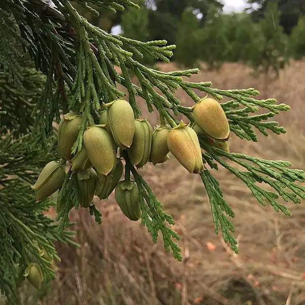 Photo of Calocedrus decurrens - Young Female Cones:Polypompholyx