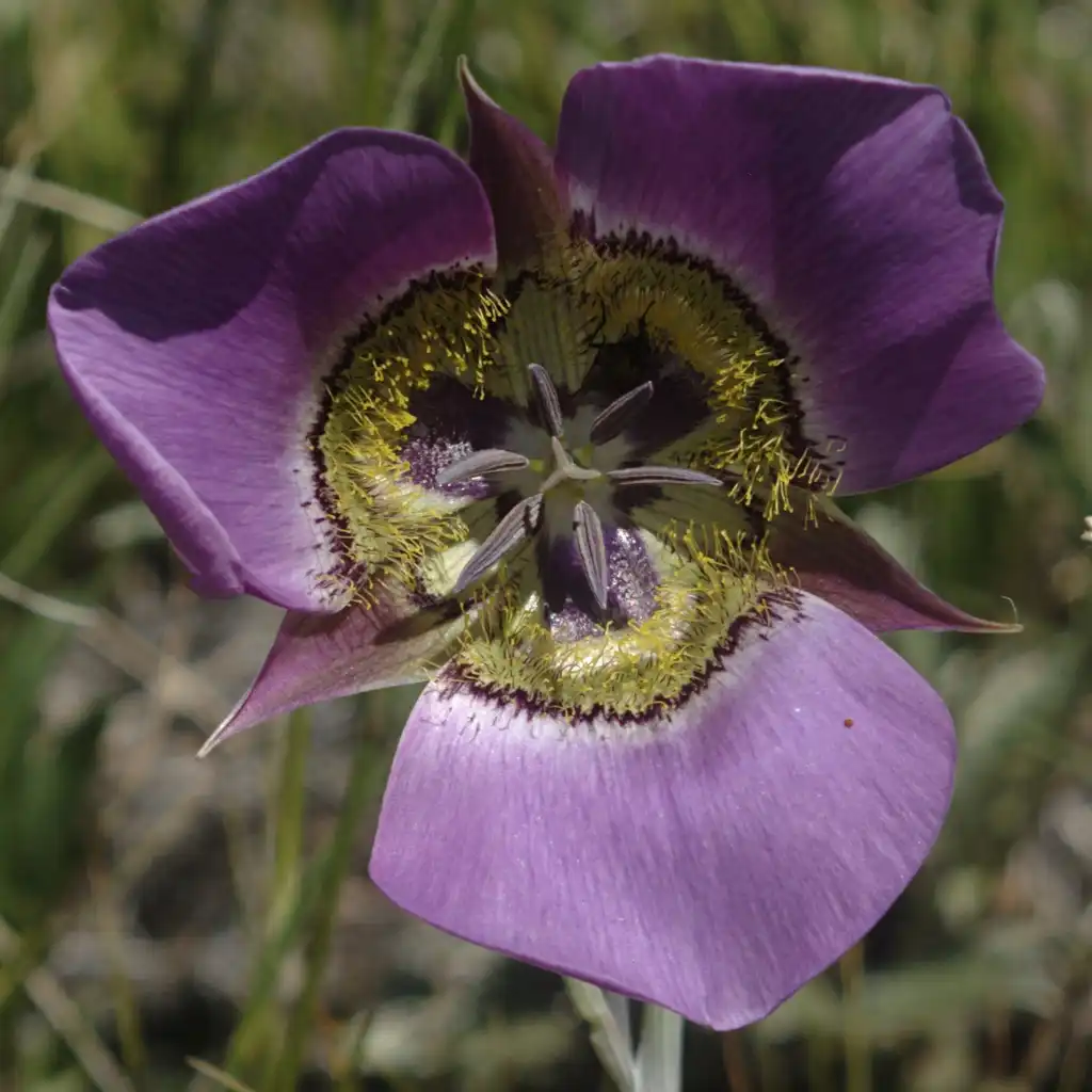 Фото Calochortus gunnisonii (Calochortus gunnisoniis)