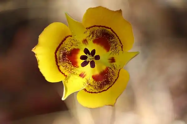 Photo of Calochortus (Calochortuss)