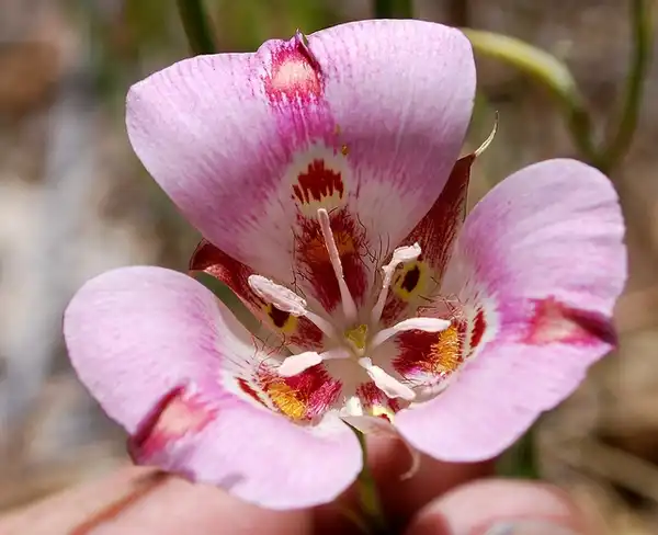 Photo of Calochortus (Calochortuss)