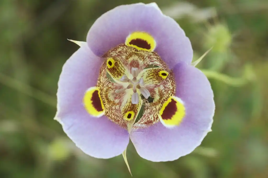 Photo of Calochortus - Flower:Eric in SF