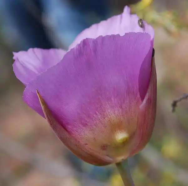 Photo of Calochortus - Calochotus plummerae:Mojave Wildflowers