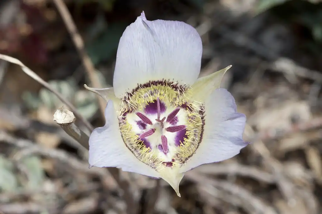 Photo of Calochortus - Flower:Bill Bouton