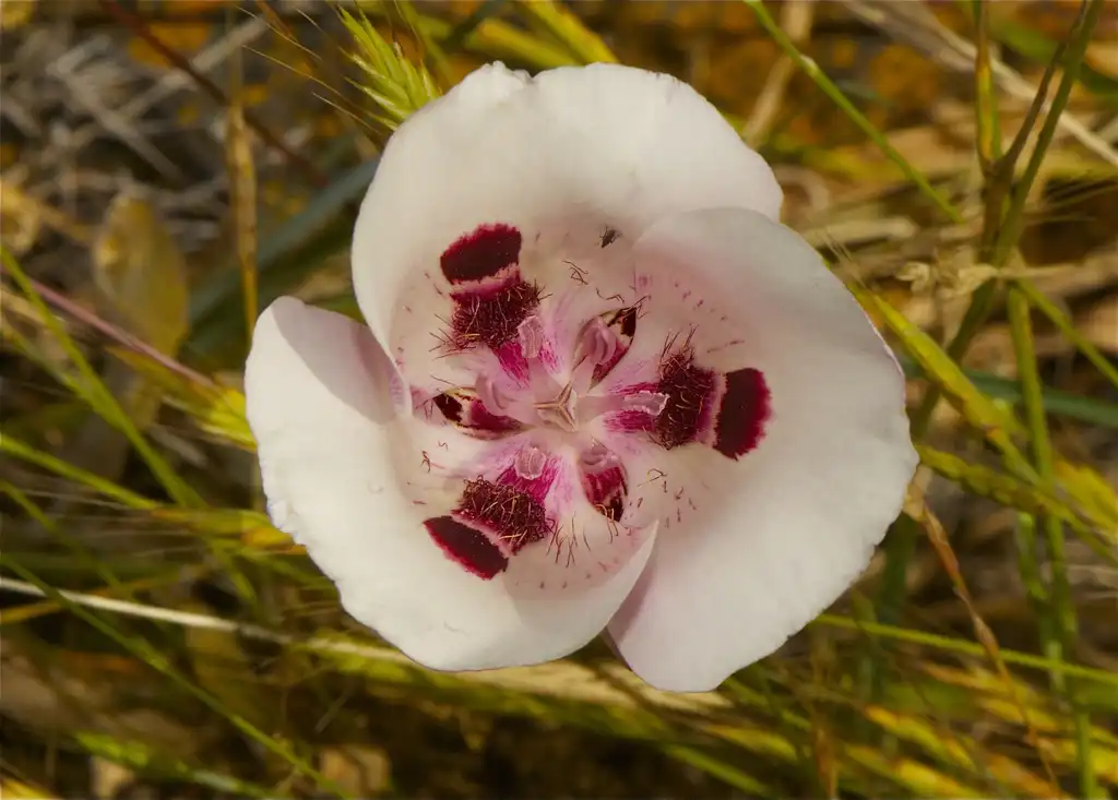 Photo of Calochortus - Flower:Jerry Kirkhart