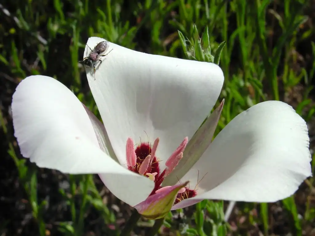 Photo of Calochortus - Flower:Noah Elhardt