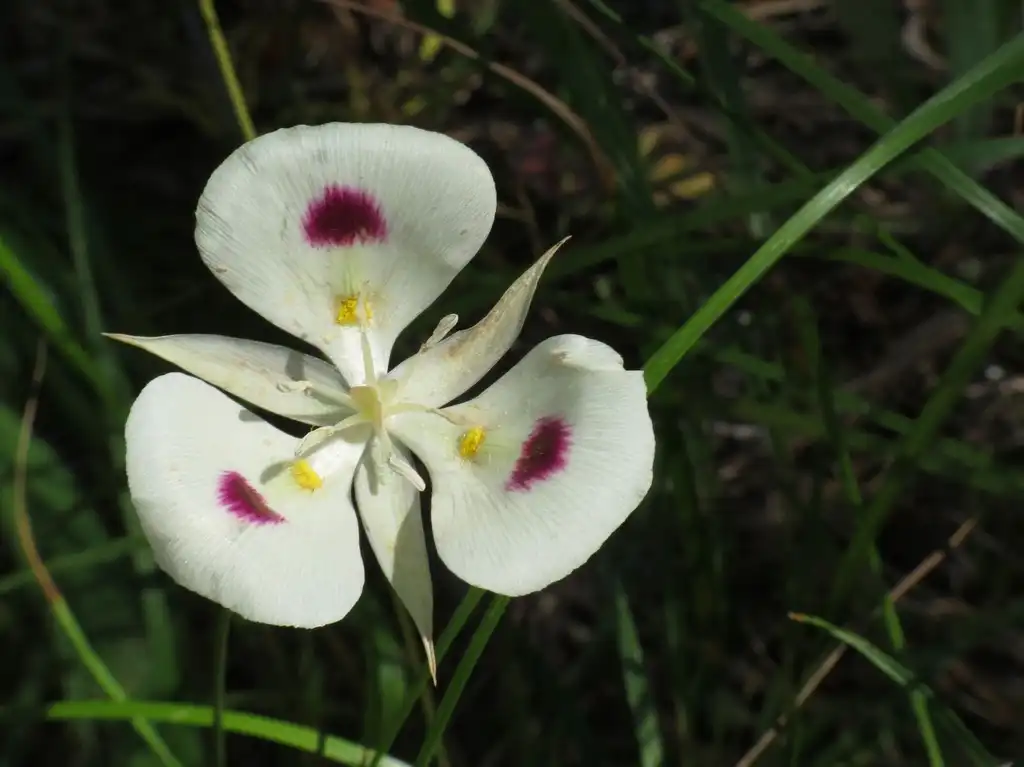 Photo of Calochortus - Flower:Katja Schulz