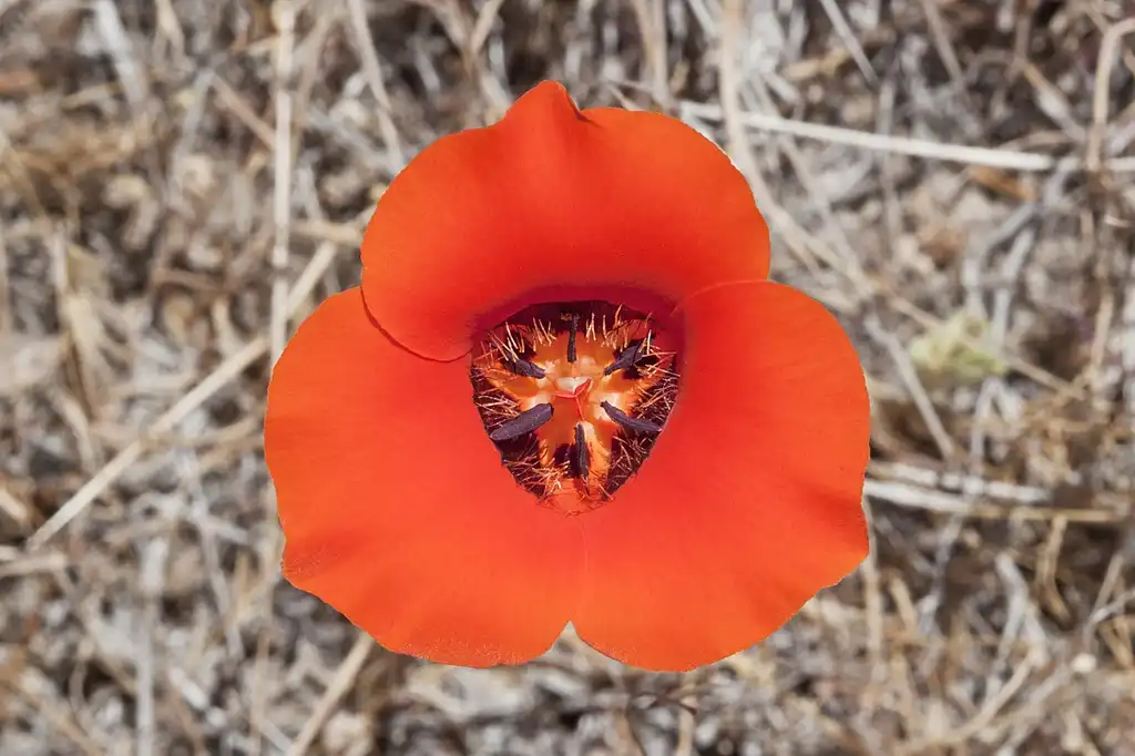 Photo of Calochortus - Flower:Bill Bouton