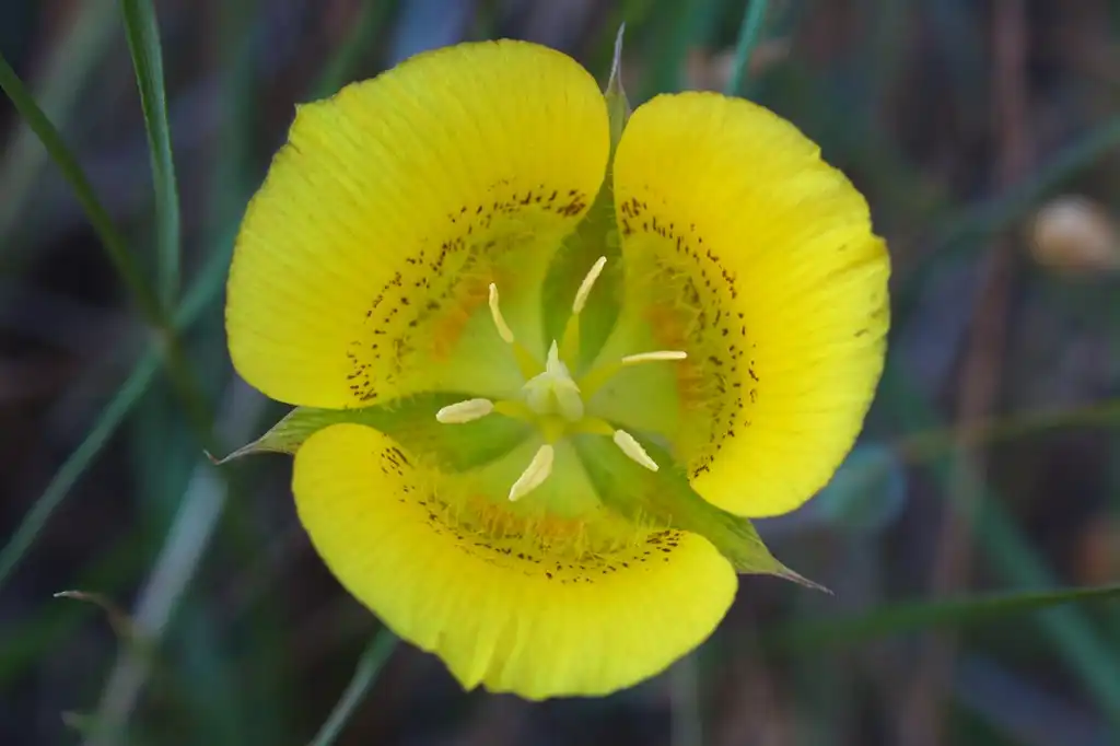 Photo of Calochortus - Flower:Eric in SF