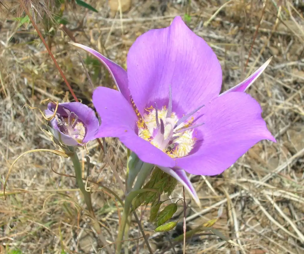 Photo of Calochortus - Flower:J Brew