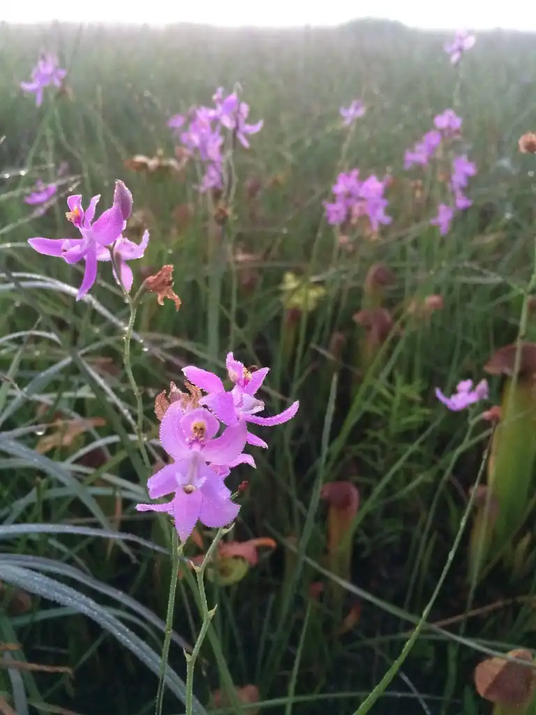 Photo of Calopogon pallidus (Calopogon palliduss)