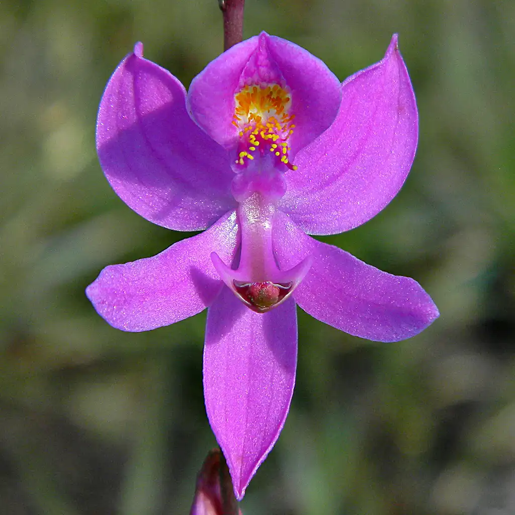 Photo of Calopogon pallidus (Calopogon palliduss)