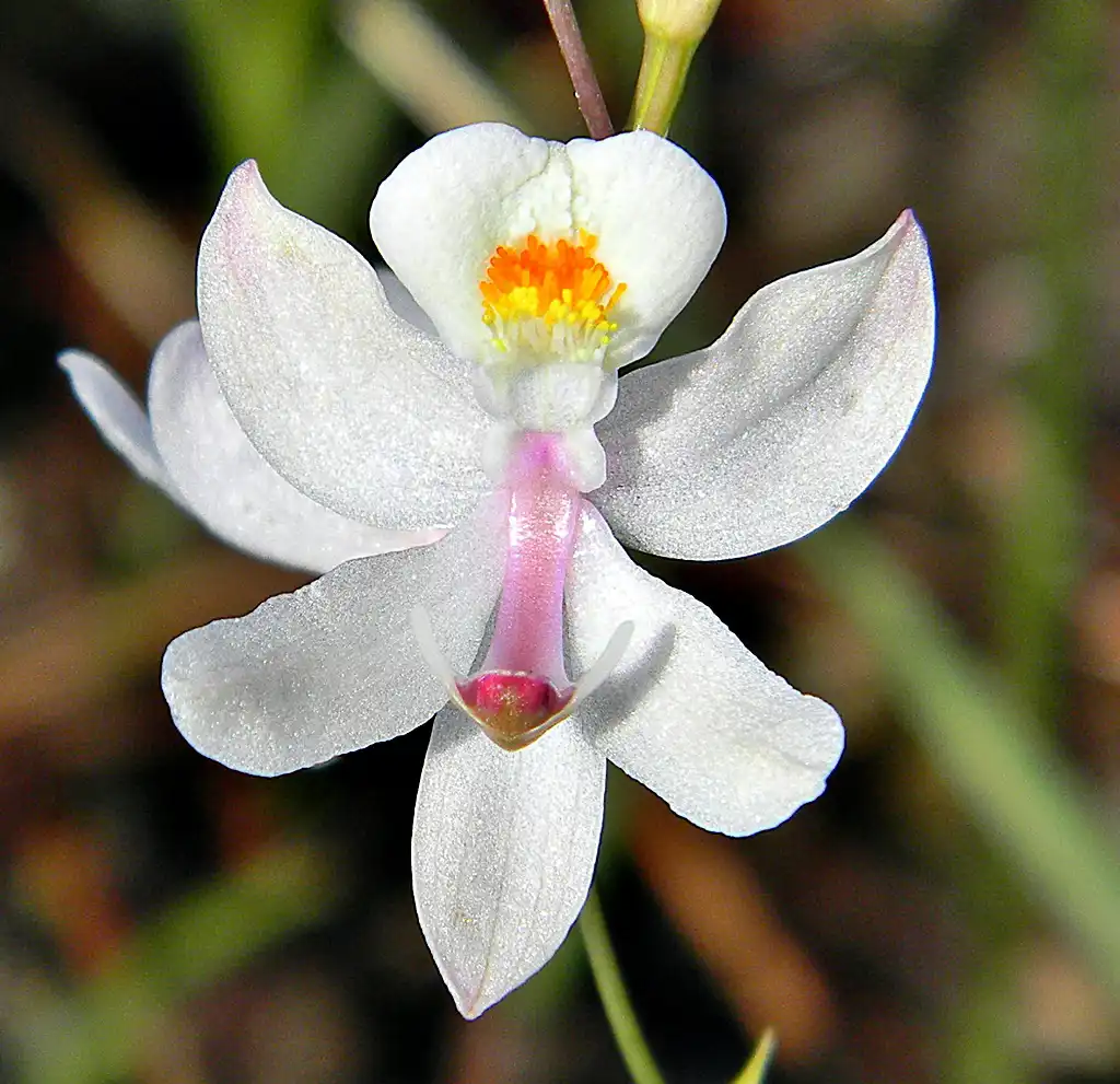 Photo of Calopogon pallidus - White flower:Bob Peterson