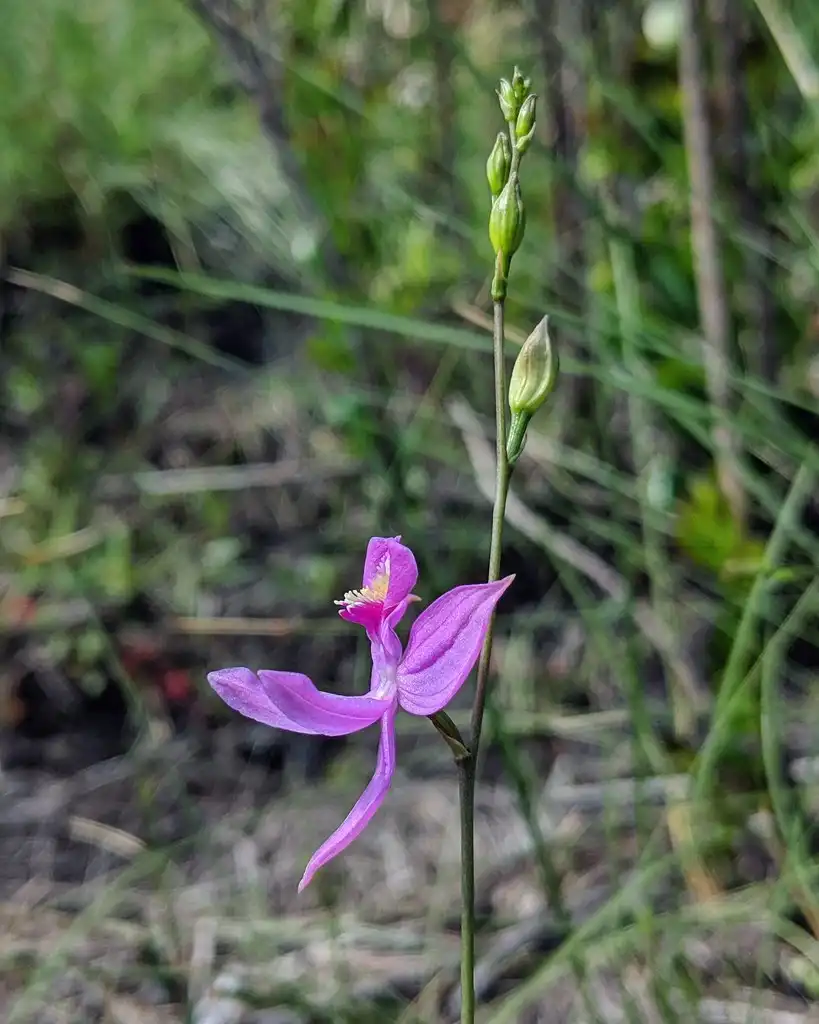 Photo of Calopogon pallidus - Flower and buds:Alexander de la Paz