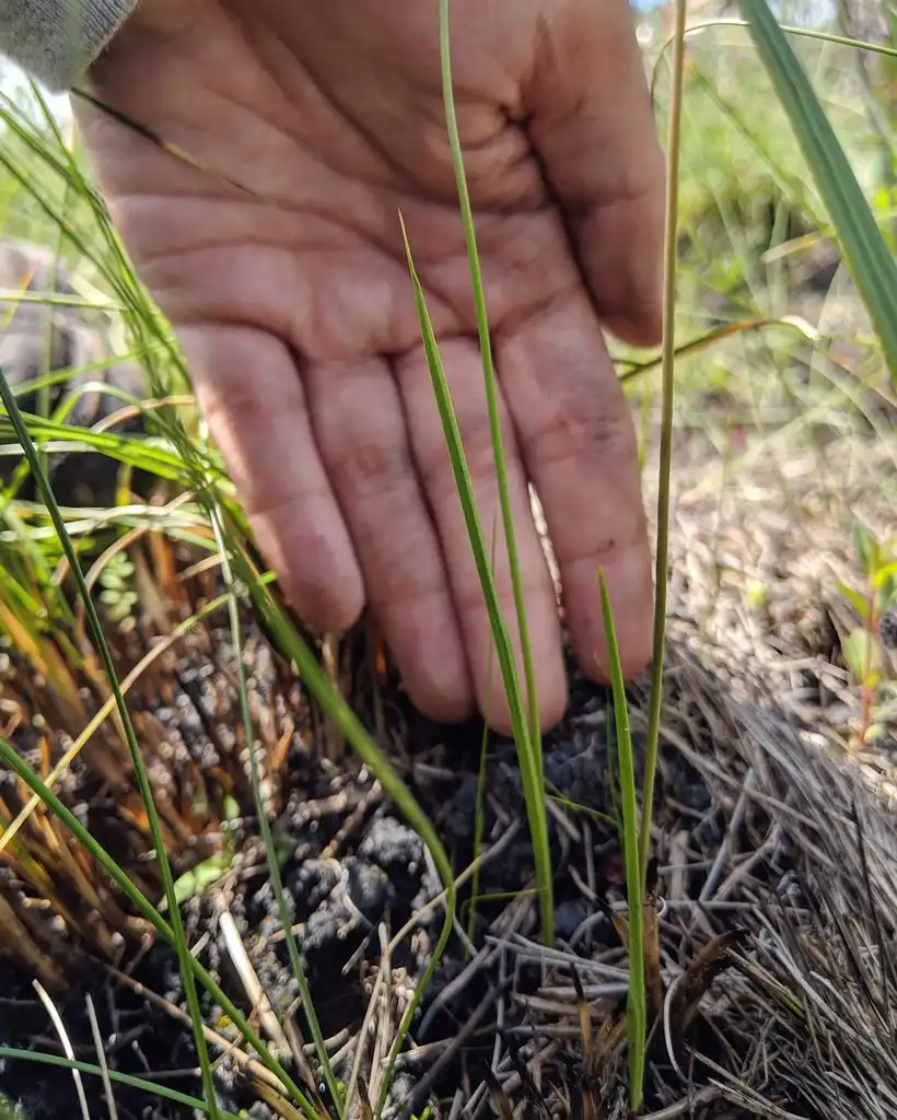 Photo of Calopogon pallidus - Leaves:Alexander de la Paz