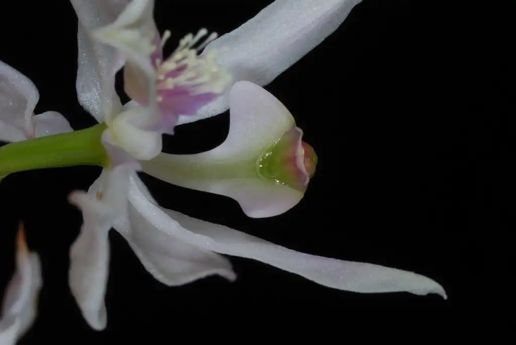 Photo of Calopogon pallidus - (Shallotte, NC)-Late Spring:Douglas Goldman, USDA