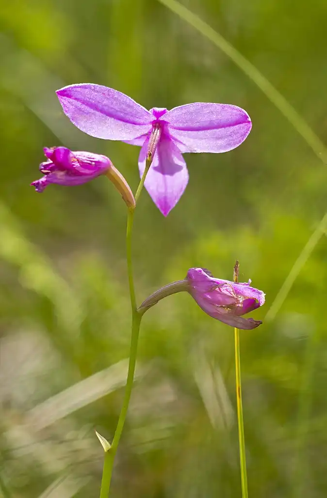 Foto de Calopogon tuberosus var. tuberosus (Calopogon tuberosus var. tuberosuss)